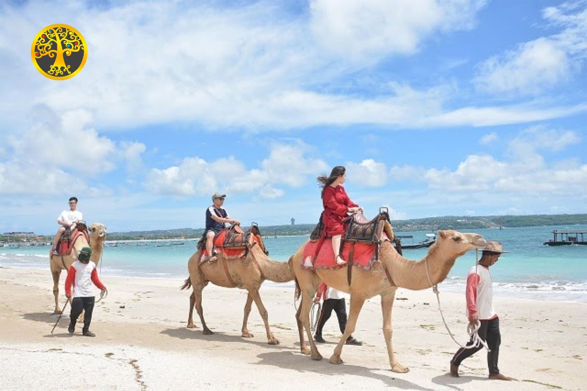 Bali Camel Ride Experience and Romantic Sunset Dinner - Bali Tour ...